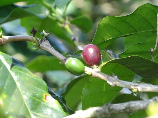 Coffee bean (red when ripe)