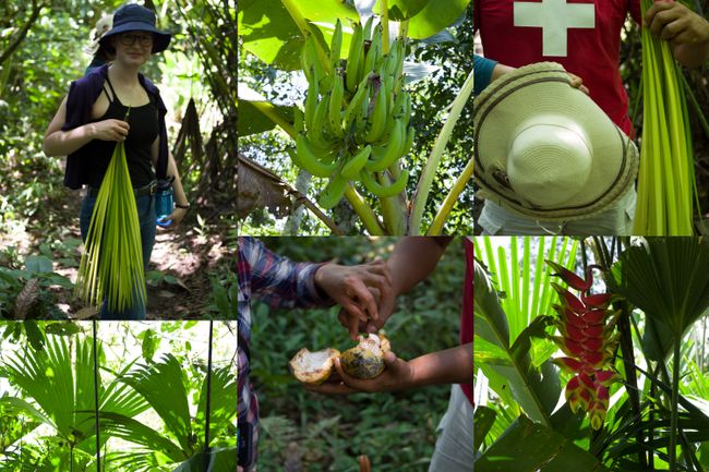 Impressions from the Selva (top left: Magda in traditional plant clothing; top right: hats are also woven from this material; bottom left: raw material for it; top middle: what is this? oO; bottom middle: fresh cocoa, you can suck on it + doesn't taste as expected; bottom right: pretty flower plant thing)