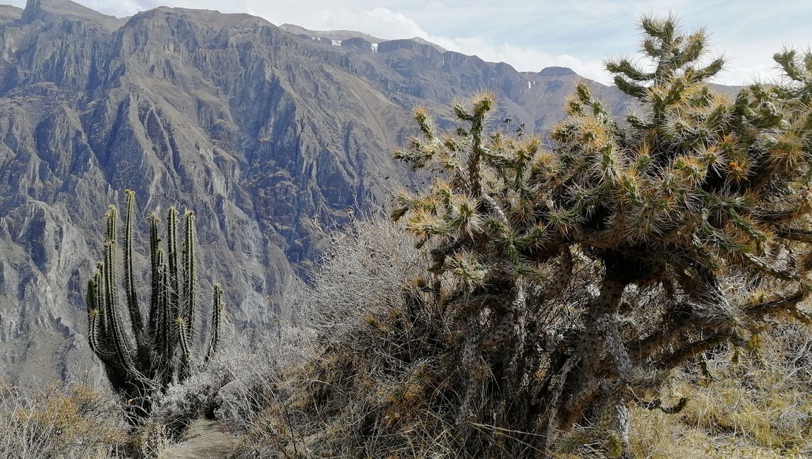 Arequipa lan Colca Canyon - Peru