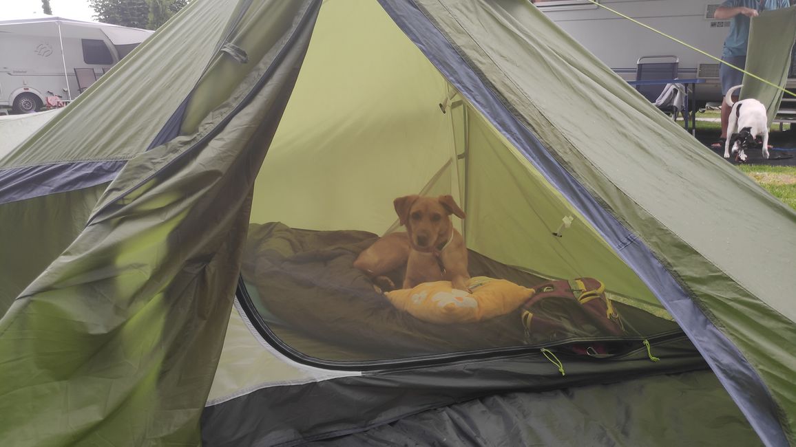 Auf dem Campingplatz in Gohrisch hat Tori gleich mein Zelt belegt.