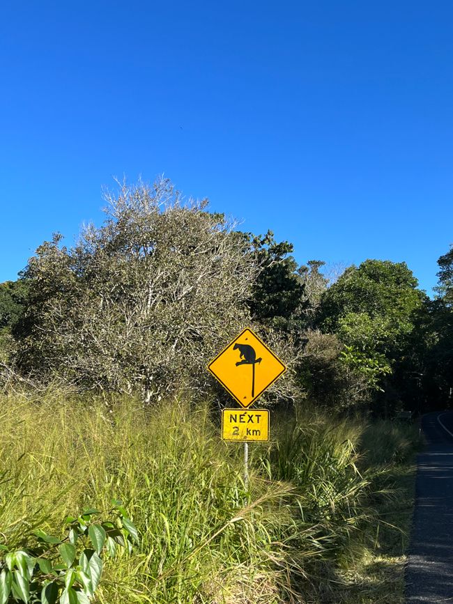 just the sign, no tree kangurus to be found