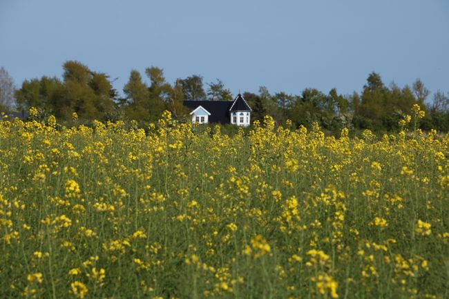 The bright yellow of the rapeseed fields dominates the landscape