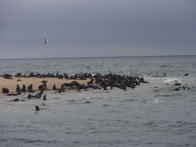 Seals and Pelicans