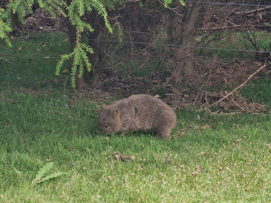 Wombat - Kind
