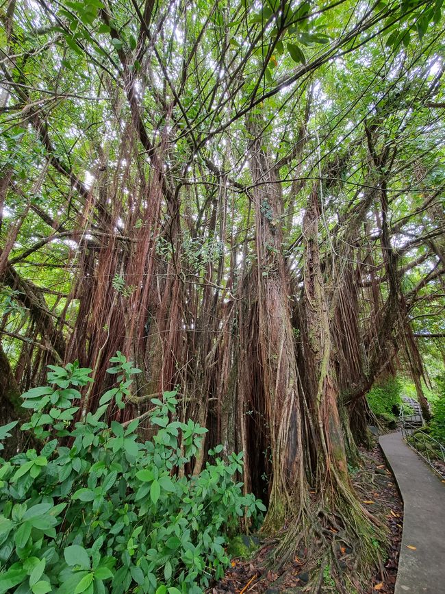 Hawaii 2022 - Teil 1: Big Island