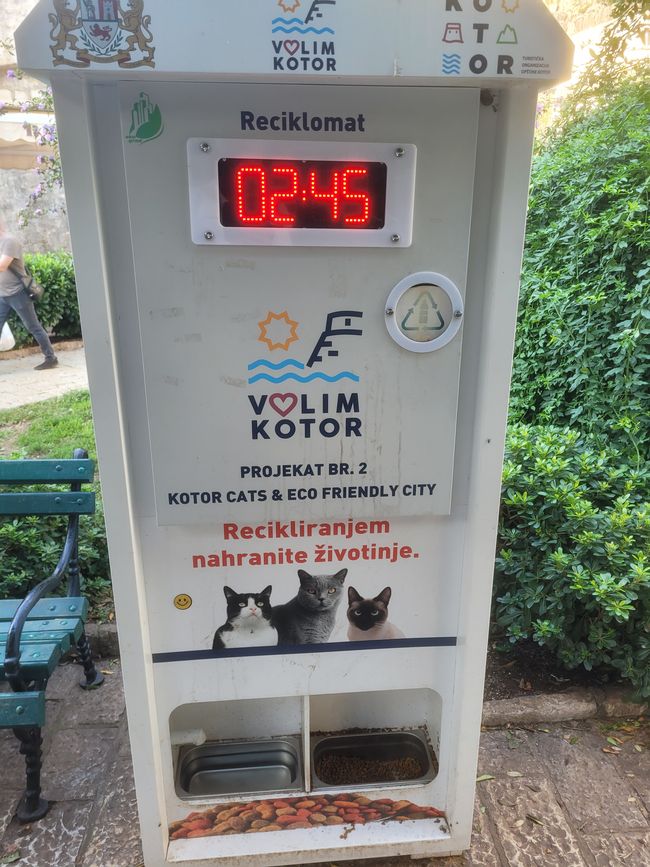 Kotor - cat friendly
