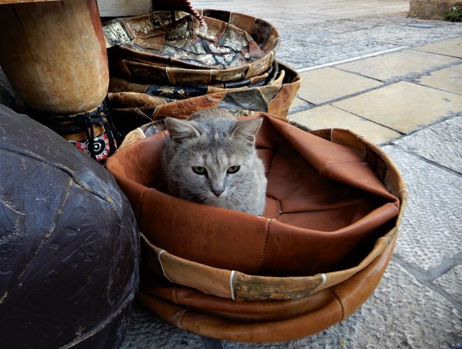 Animal beauty in the Muslim Quarter