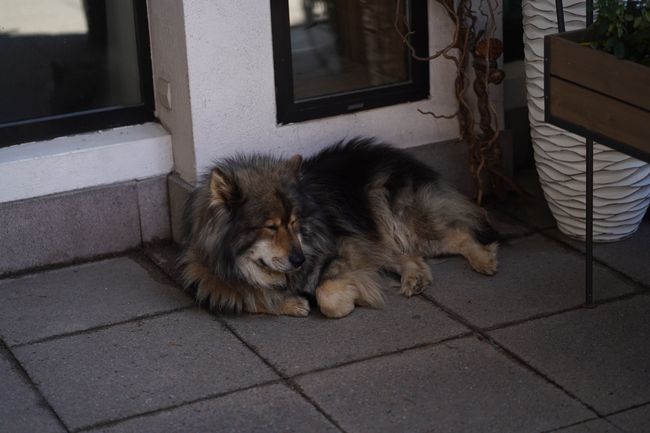Cute dog in Chamonix