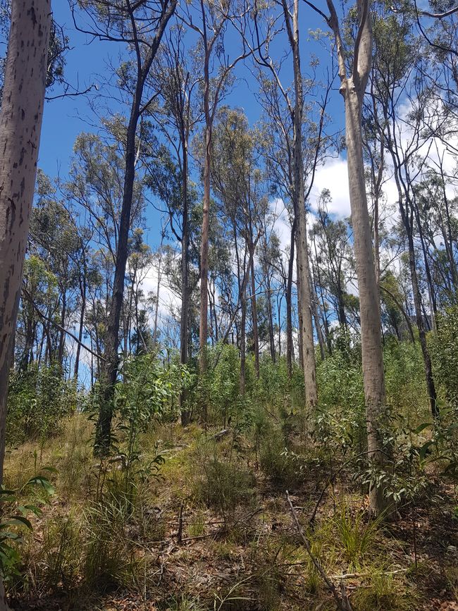 sparse eucalyptus forest