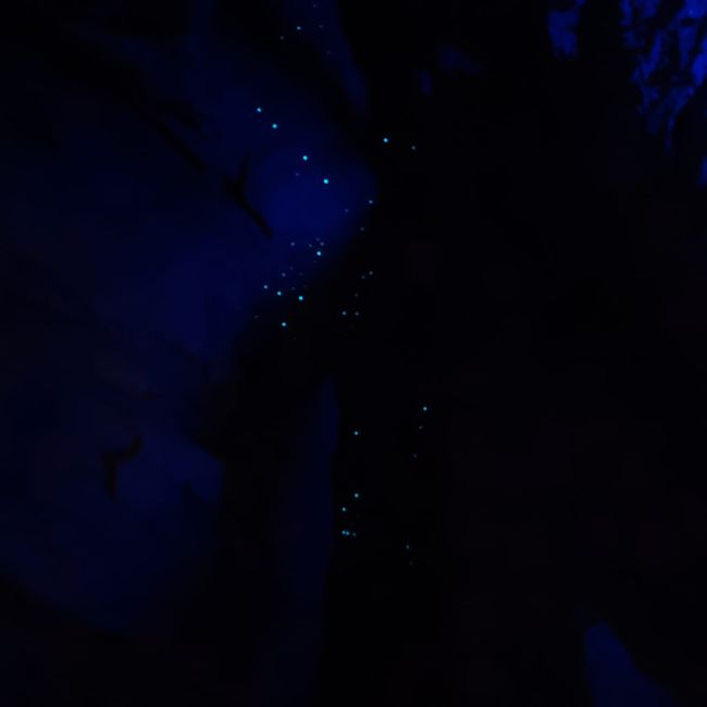Glowworms in the Ruakuri Cave