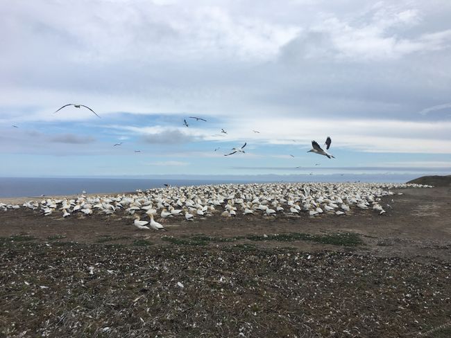 Cape Kidnappers - Birds as far as the eye can see 🐧