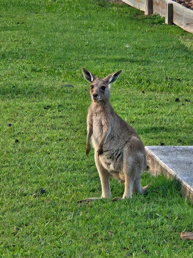 The kangaroos in front of "my house"