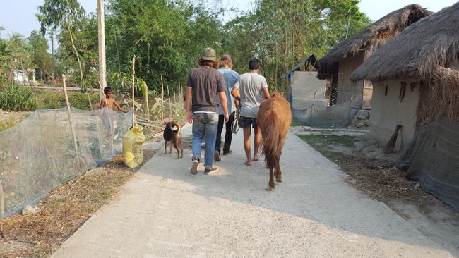 Village Walk mit Pferdchen Lucy