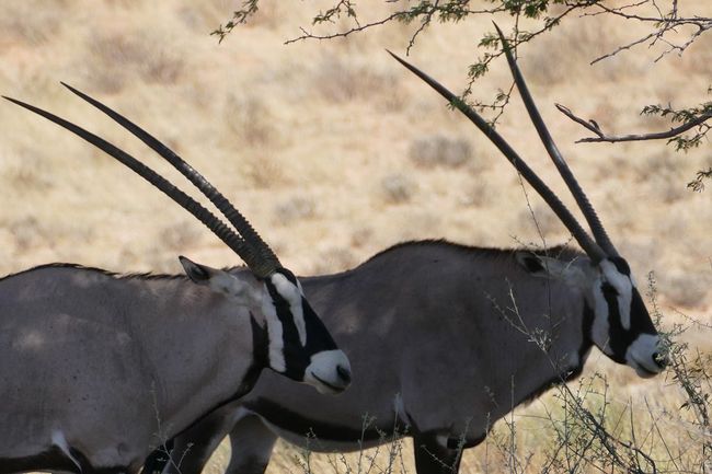 Oryx antelope