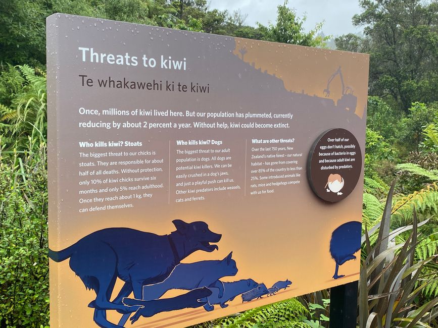 Tafel über die Feinde der Kiwi
