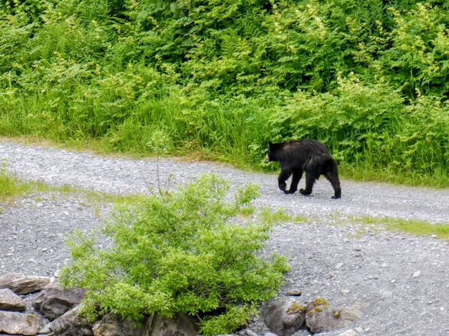 solomon lake trail - black bear