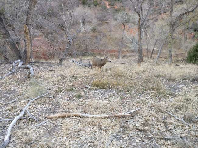 Deer in Zion Canyon