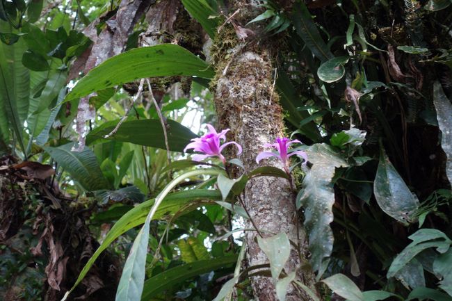 Orchids on a tree trunk