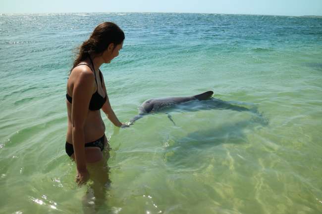 Feeding Dolphins