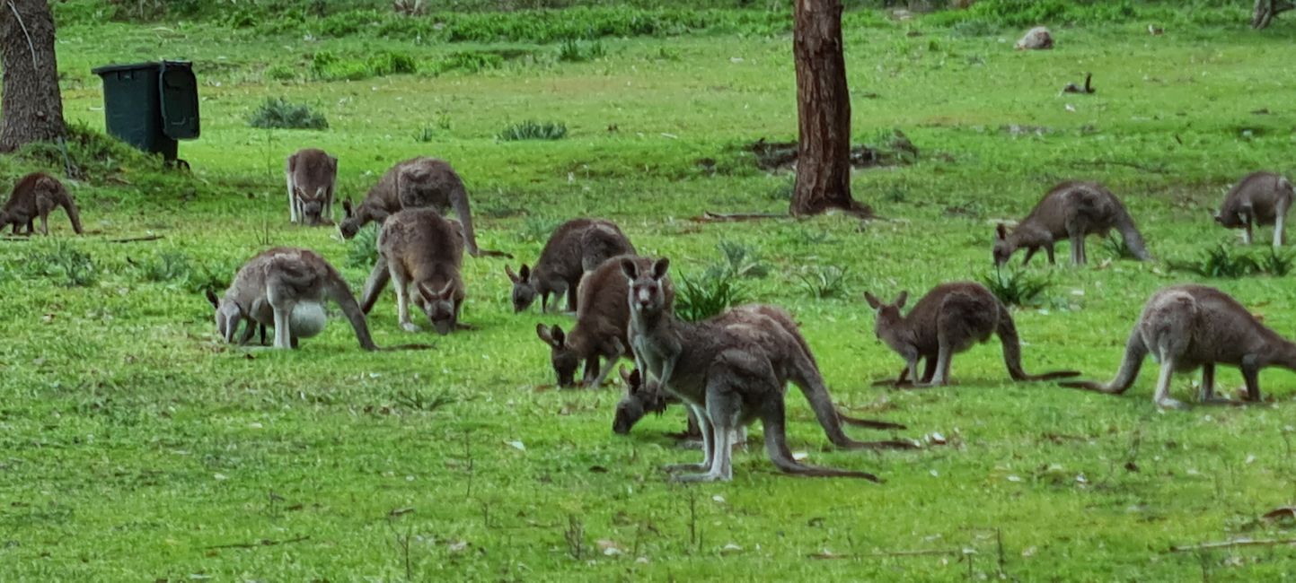 Day 10+11 - The Grampians, kangaroos with joeys