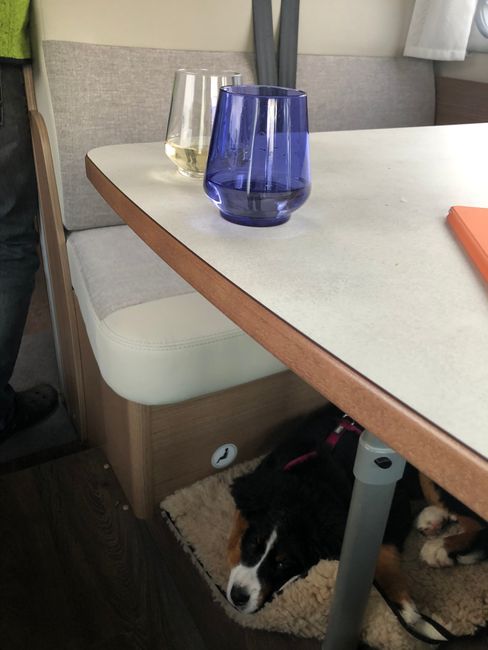 Zwei Gläser Wein und ein relaxter Hund