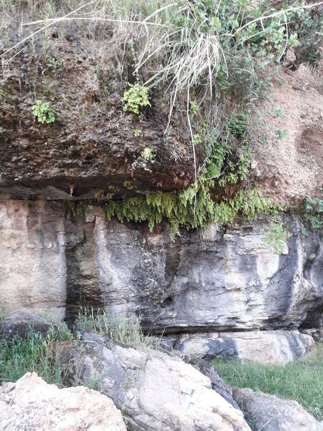 moist rock wall