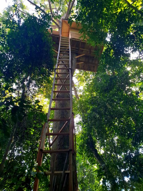 Baumhaus im Dschungel für den Ranger 