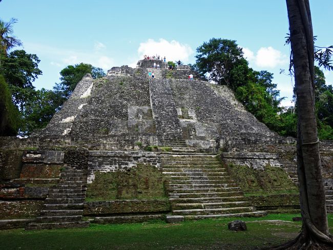 The highest pyramid of Lamanai.