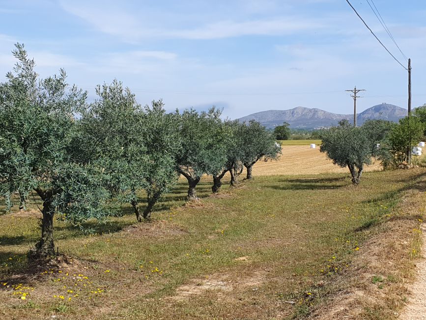 Olivenhain und Feld mit abgeernteter Winterweizen
