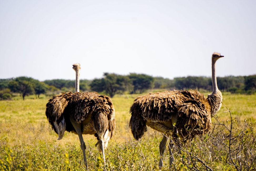 Ostriches in the Central Kalahari Game Reserve
