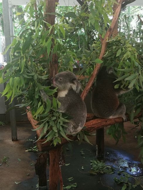 Santuario de Koalas 