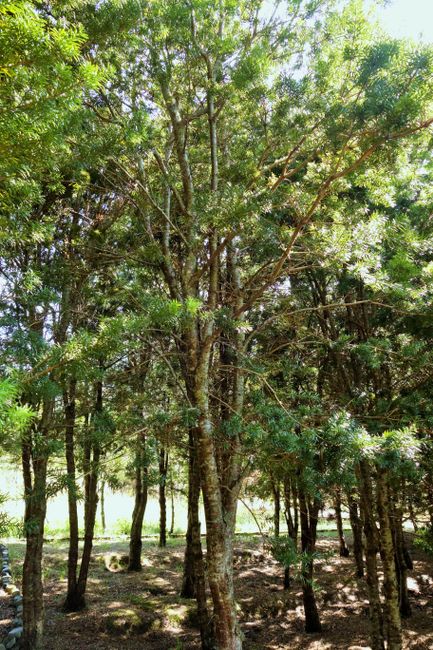 Und natürlich die Podocarpus-Bäume, die dem nahegelegenen Nationalpark seinen Namen geben.