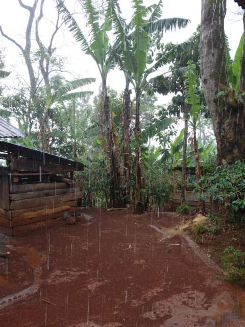 Coffee plantation and hut