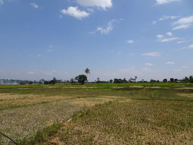 Reisplantage 