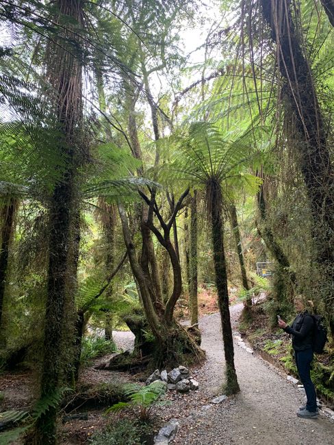 Tree ferns at the Gorge
