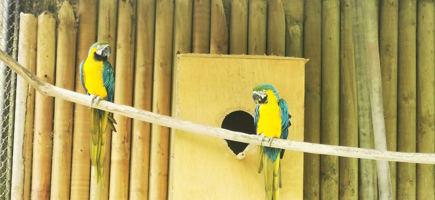 parrot (yellow-collared macaw)