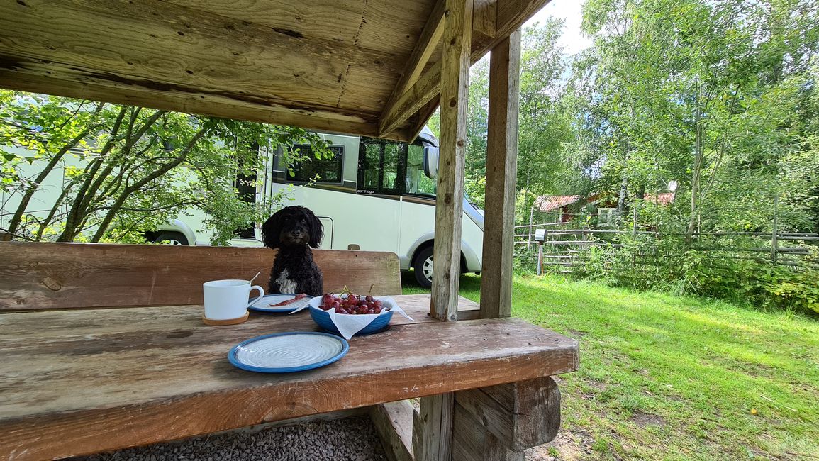 Herbst in Schweden – ups, aber es ist doch Sommer 🥴 Campingplatzempfehlung: "Åråshult Camping"