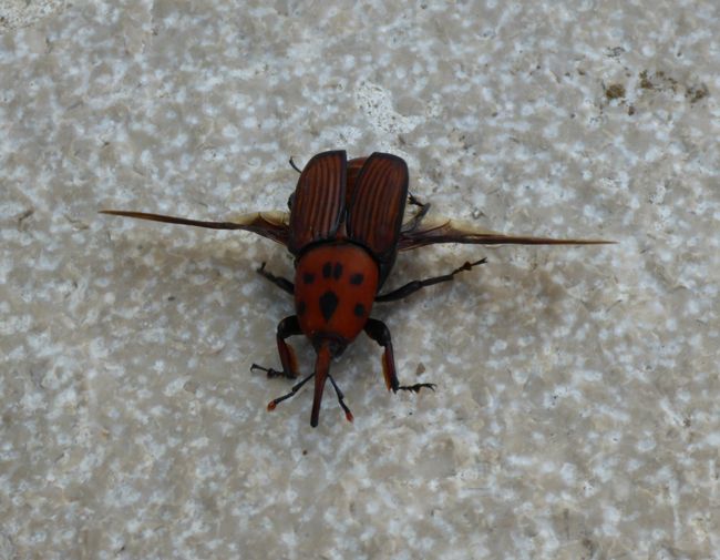 Giant beetle with landing flaps