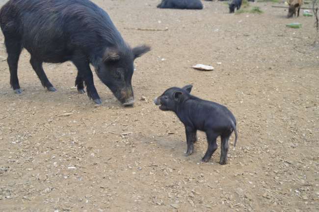 Sweet baby pigs