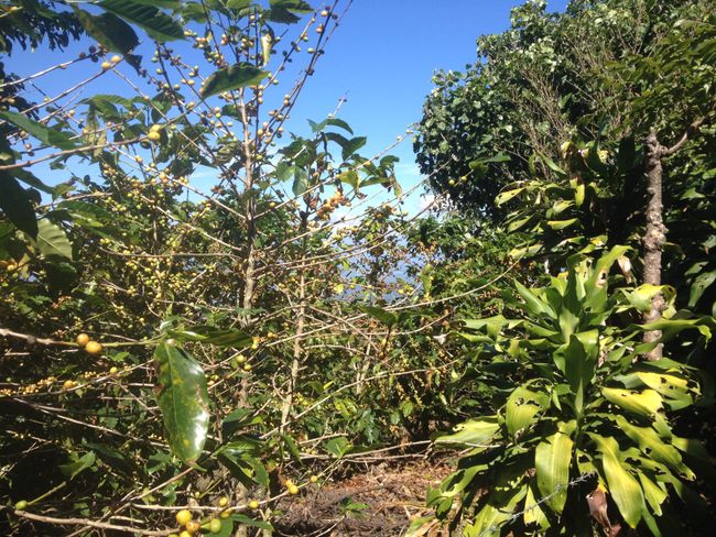 El Salvador: Joy