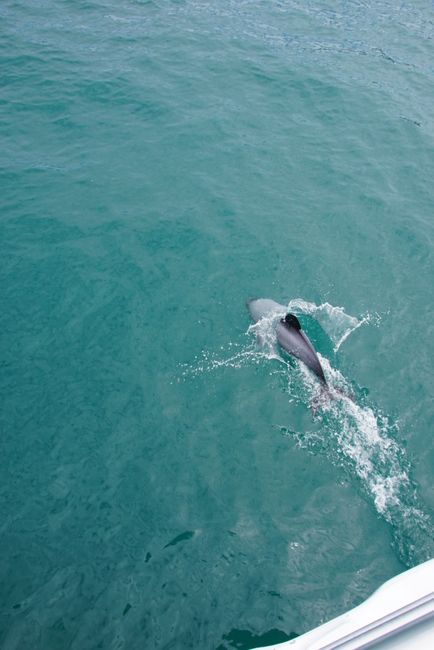 26/01/2018 - Akaroa and its Hector Dolphins