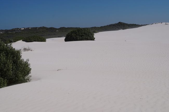 On the dunes, the bushes hold back the 'devastation'