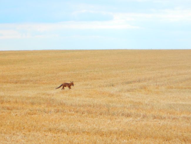 Fuchs im Feld