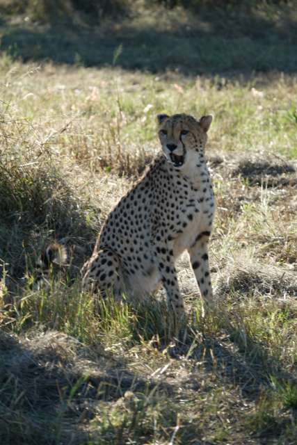 Day 37 Cheetah