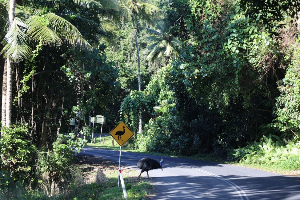 yes, a Cassowary crossing the street