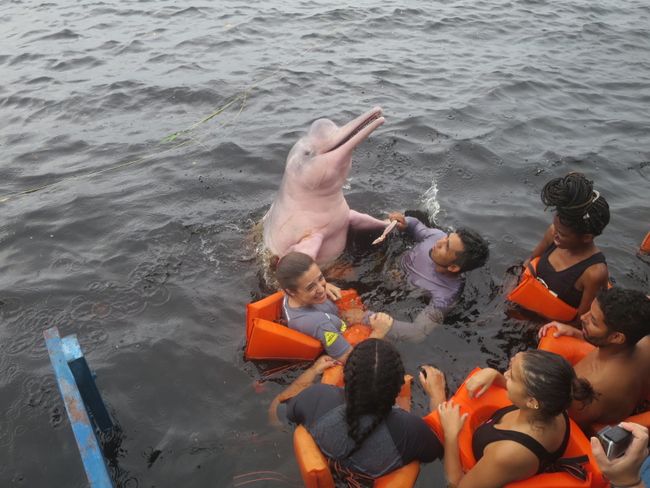 Pink dolphins, piranhas and matrinxha