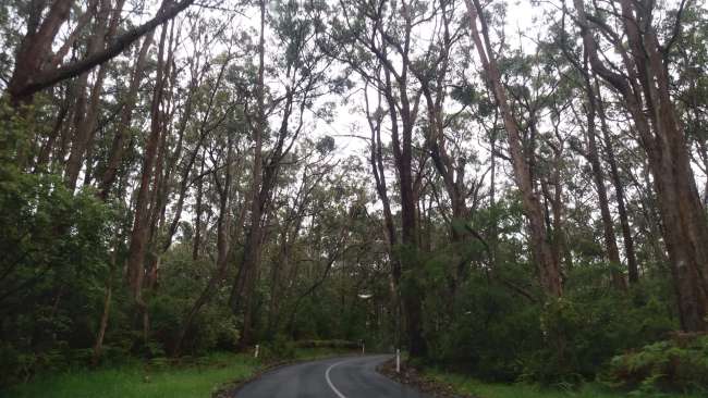 Road lined with eucalyptus trees