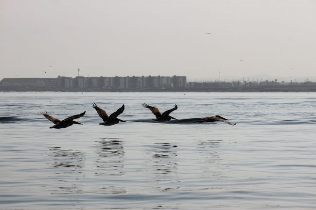 Pelikane auf dem Durchflug an die Küste