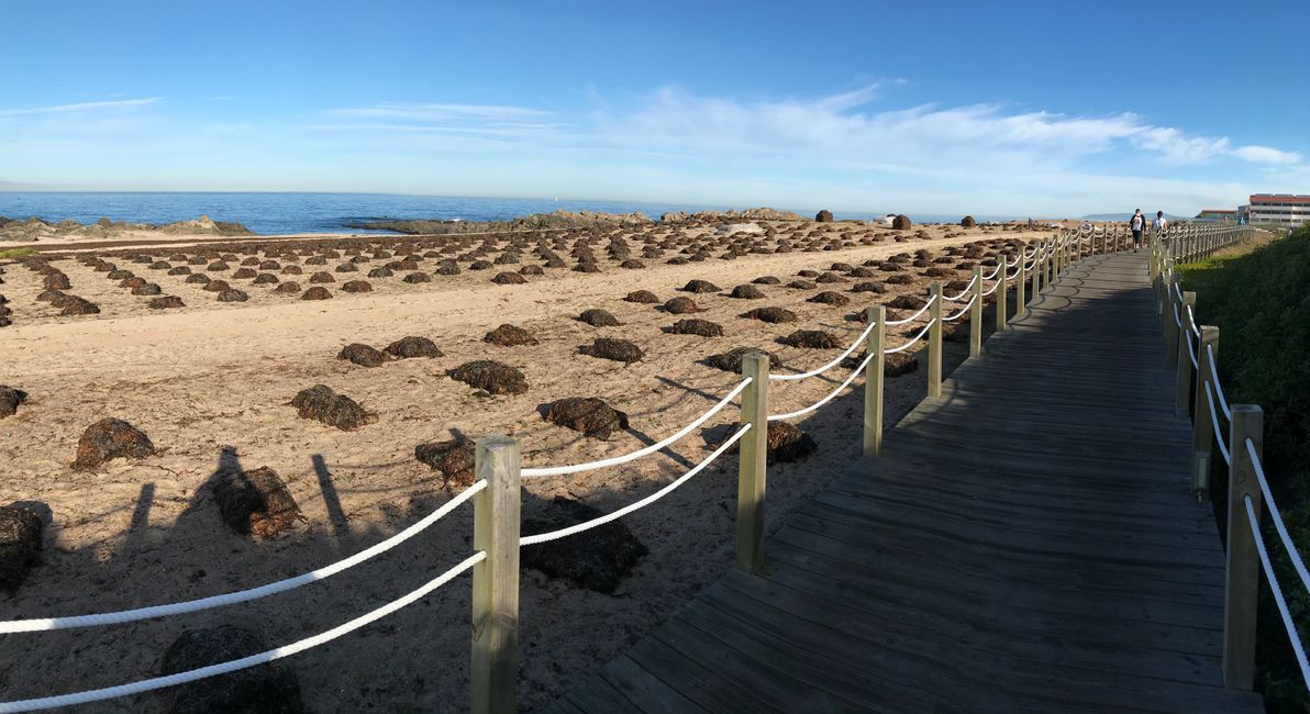 Cosecha de algas marinas