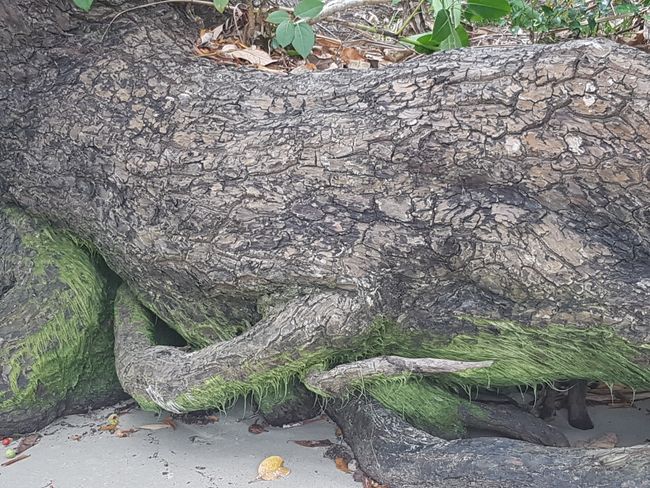 Just a tree trunk on the beach